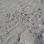 Webbing The Surf