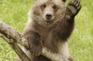 Heritage Bears